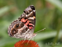 american lady