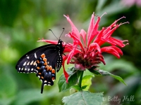 black swallowtail