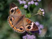 buckeye