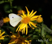 Cabbage white butterfly
