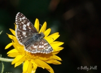 Checkered skipper