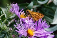 Fiery skipper