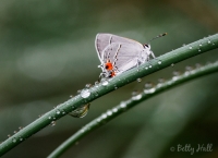 Gray hairstreak
