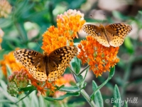 great spangled fritillaries