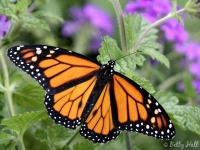 monarch