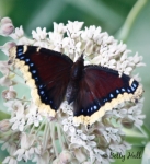 mourning cloak