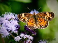pearl crescent