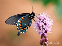 pipevine swallowtail