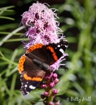 red admiral