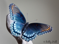 red-spotted purple