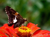 silver spotted skipper
