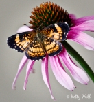 silvery checkerspot