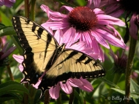 tiger swallowtail