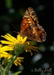 Variegated fritillary on golden aster