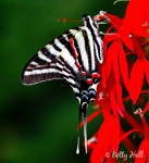 zebra swallowtail