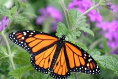 Butterfly Life Cycles