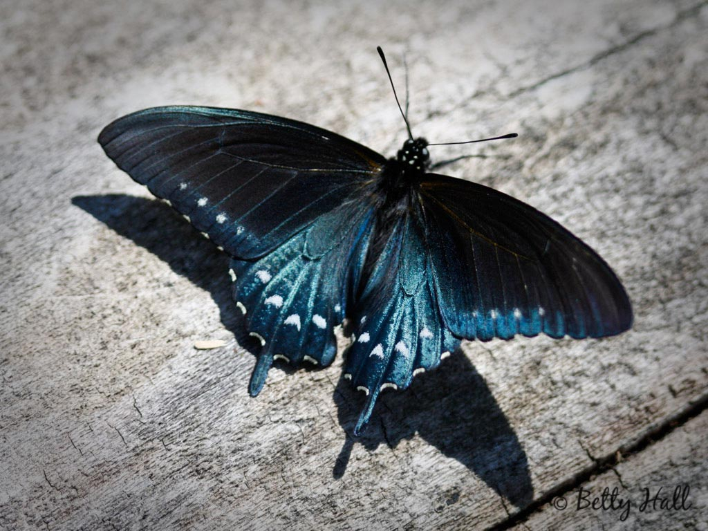 Pipevine Swallowtail butterfly.
