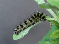 American Lady butterfly caterpillar