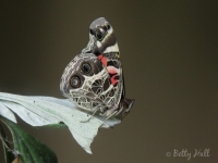 American Lady butterfly on pussy toes