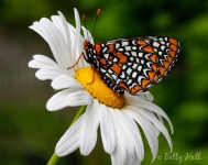 Baltimore Checkerspot butterfly on daisy