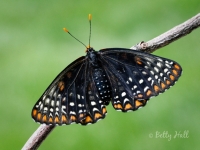 Baltimore Checkerspot butterfly