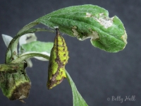 American Lady butterfly chrysalis