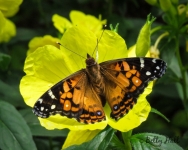 American Lady butterfly on sundrops