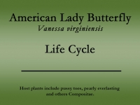 american-lady-title.jpg