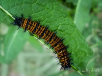 Baltimore Checkerspot butterfly caterpillar