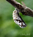 Baltimore Checkerspot butterfly chrysalis