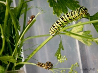 Black Swallowtail butterfly caterpillars