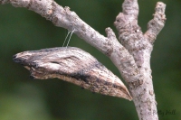 Black Swallowtail butterfly chrysalis