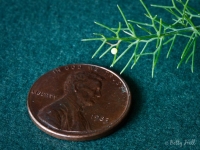 Black Swallowtail butterfly egg