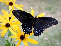 Black Swallowtail butterfly female