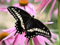 Black Swallowtail butterfly male