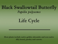 Black Swallowtail butterfly title