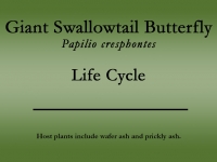 Giant Swallowtail butterfly title