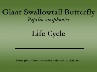 Giant Swallowtail butterfly title