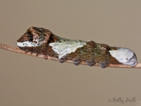 Giant Swallowtail butterfly caterpillar