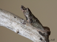 Giant Swallowtail butterfly chrysalis