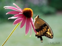 Giant Swallowtail butterfly on Coneflower