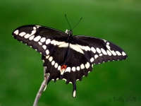 Giant Swallowtail butterfly