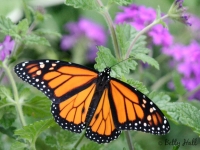 Male Monarch butterfly