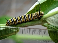 Monarch butterfly caterpillar