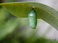 Monarch butterfly chrysalis