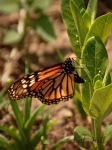 Monarch butterfly laying eggs
