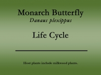 Monarch butterfly title