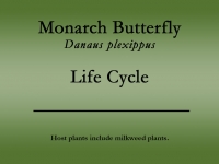 Monarch butterfly title