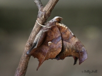 Newly emerged Question Mark butterfly