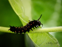 Pipevine Swallowtail butterfly caterpillar